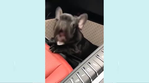 Funny Dog Videos 2022 Laugh With Dog's