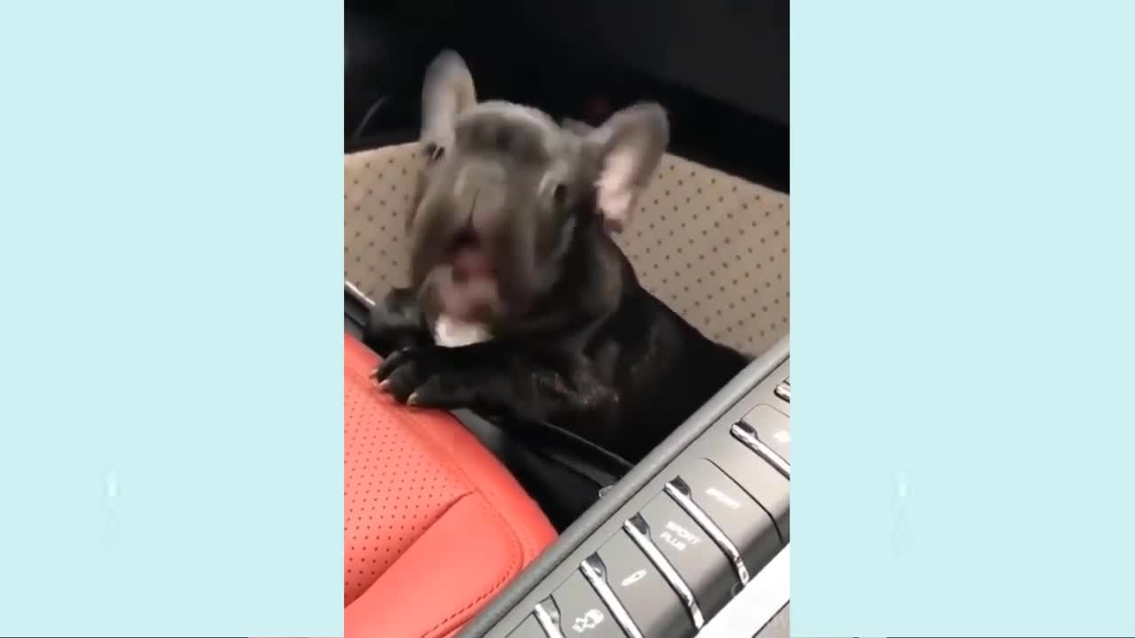 Funny Dog Videos 2022 Laugh With Dog's