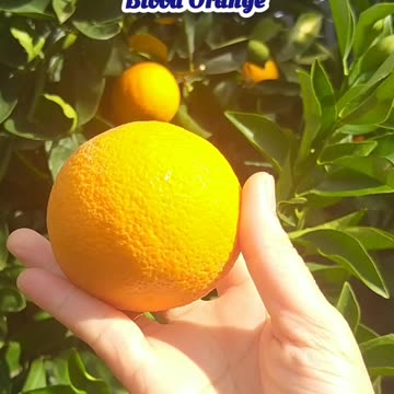 Sweet Blood Orange 🍊