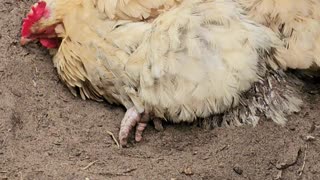 OMC! Dirt bathing hen falls asleep in a moment & also an appearance by Whitey! #chickens #shorts