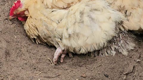 OMC! Dirt bathing hen falls asleep in a moment & also an appearance by Whitey! #chickens #shorts