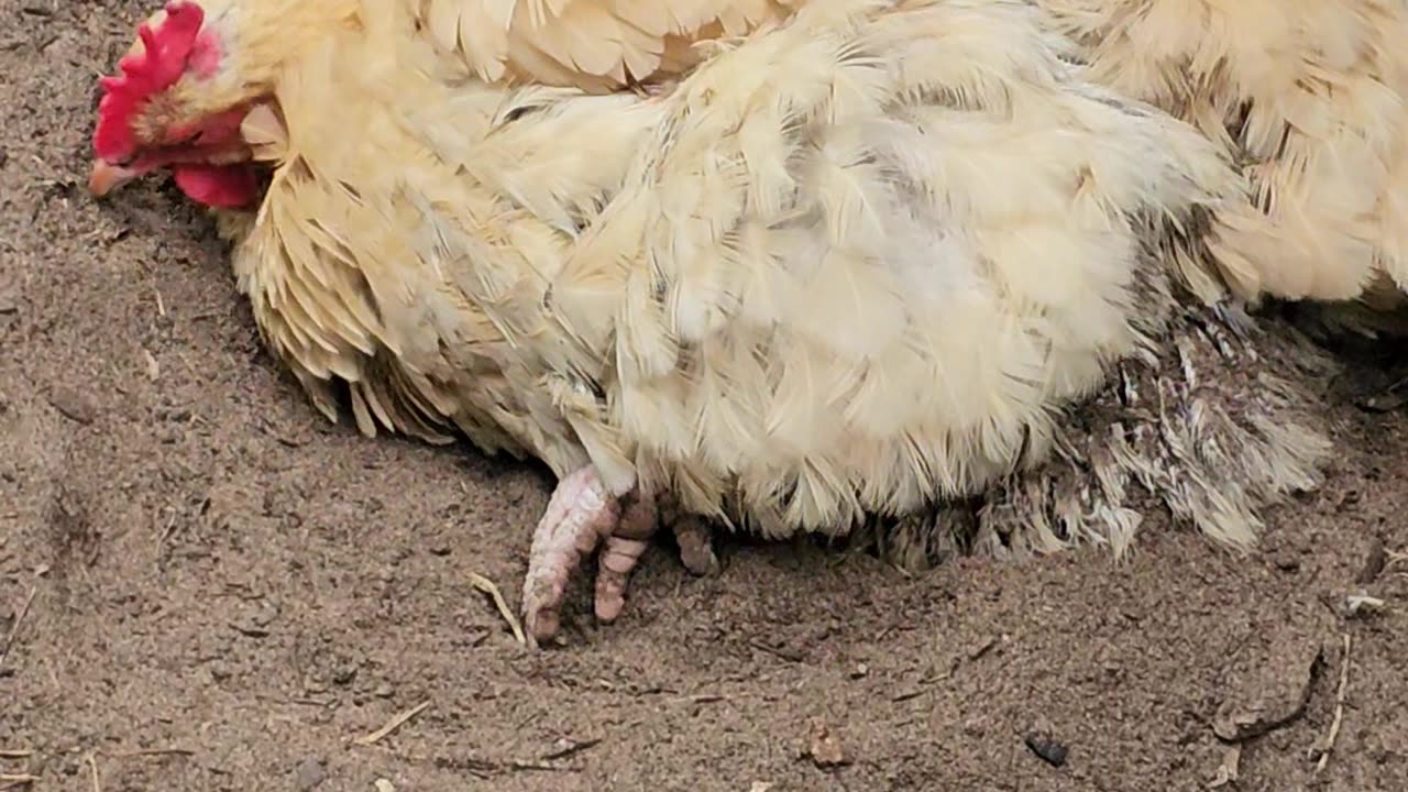 OMC! Dirt bathing hen falls asleep in a moment & also an appearance by Whitey! #chickens #shorts