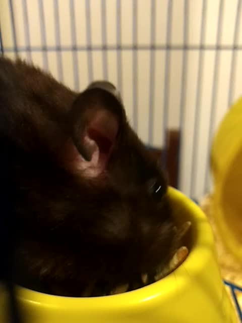 Hamster Estrelinha food