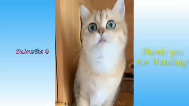 Top funny cats videos 2021