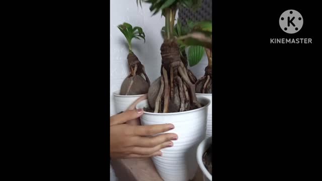 Coconut bonsai 4