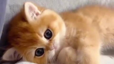 Cute kitten