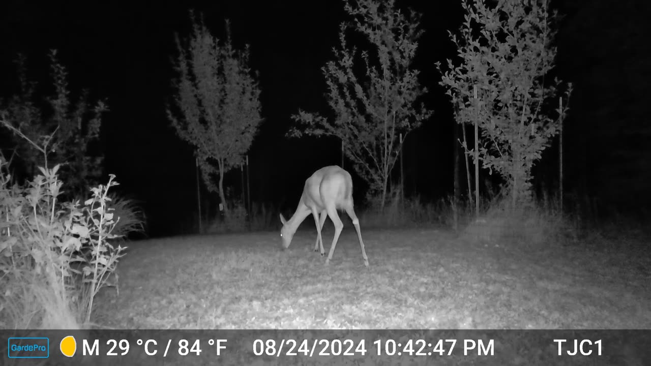 Deer, Insect Swarm