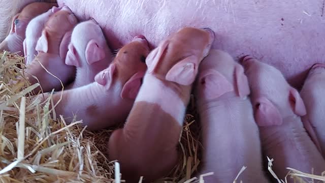 Cuteness overload, baby piglets!