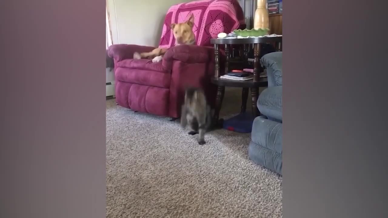 Funniest Animals 2024 - Best Funny Cats and Dogs Videos