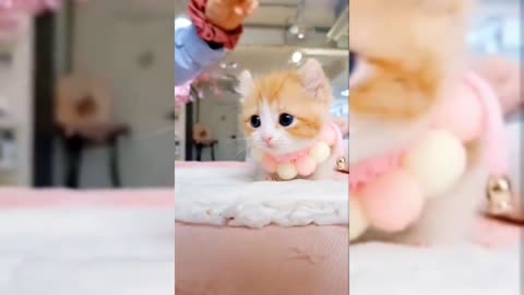 cute pet cat