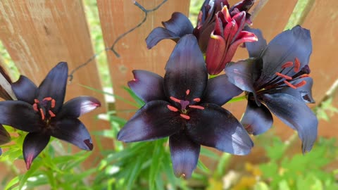 Beautiful black lily