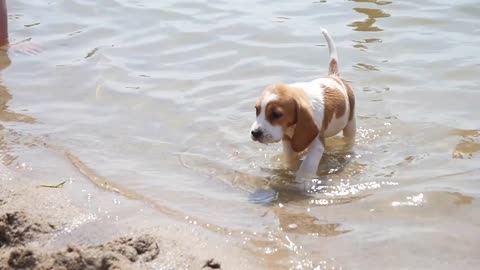 Little Dog Beagle swim on a Lake Water at Summer Sunny Day