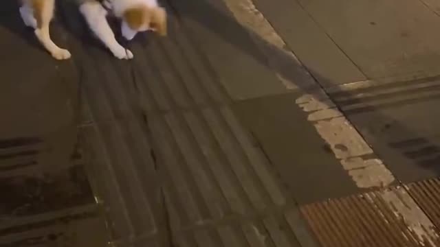 Cute dog, what is it playing with?