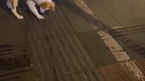 Cute dog, what is it playing with?