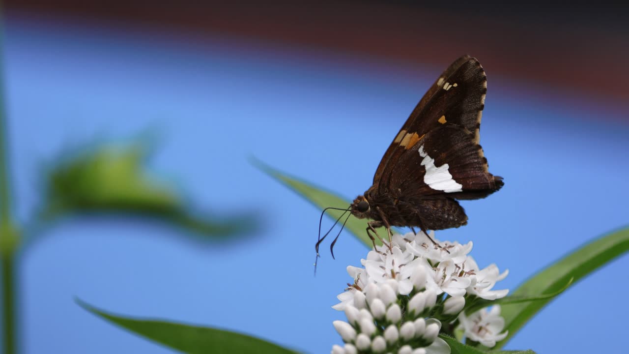 Silver Spotted Skipper Butterfly Drinking Nectar