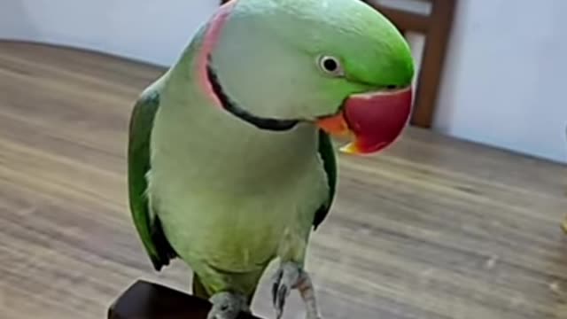 Parrot speaking hello