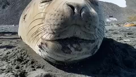 the cutest seal in the world 🦭😍