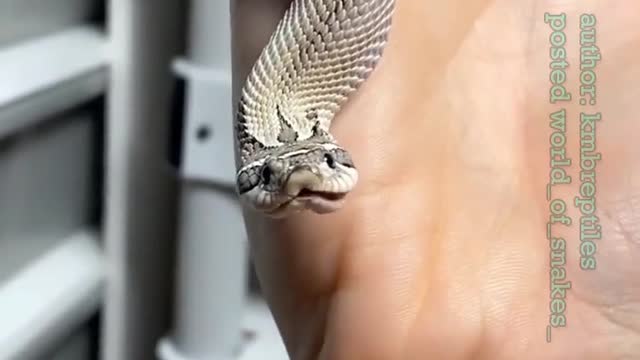 🐍Hognose