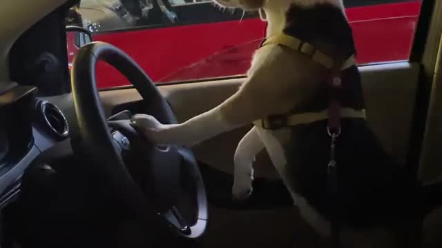 A dog Driving a car