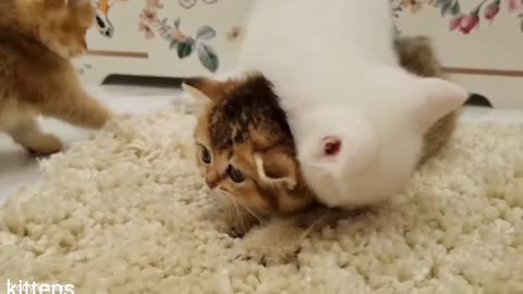 Cutest kittens,Nice kittens