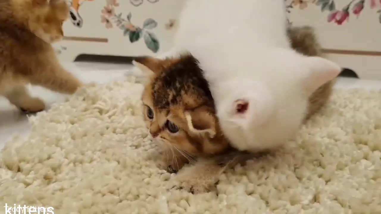 Cutest kittens,Nice kittens