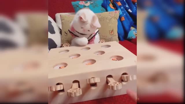 pretty kittens video please check 2