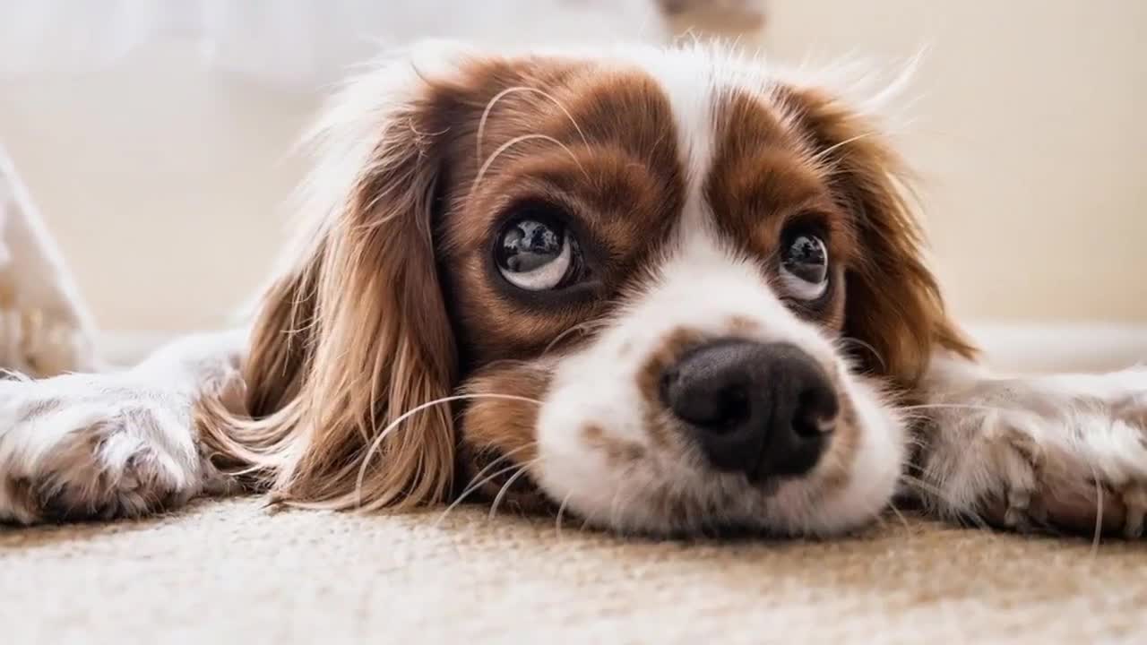 TOP 10 Incredible Facts About Dogs that you didn't know