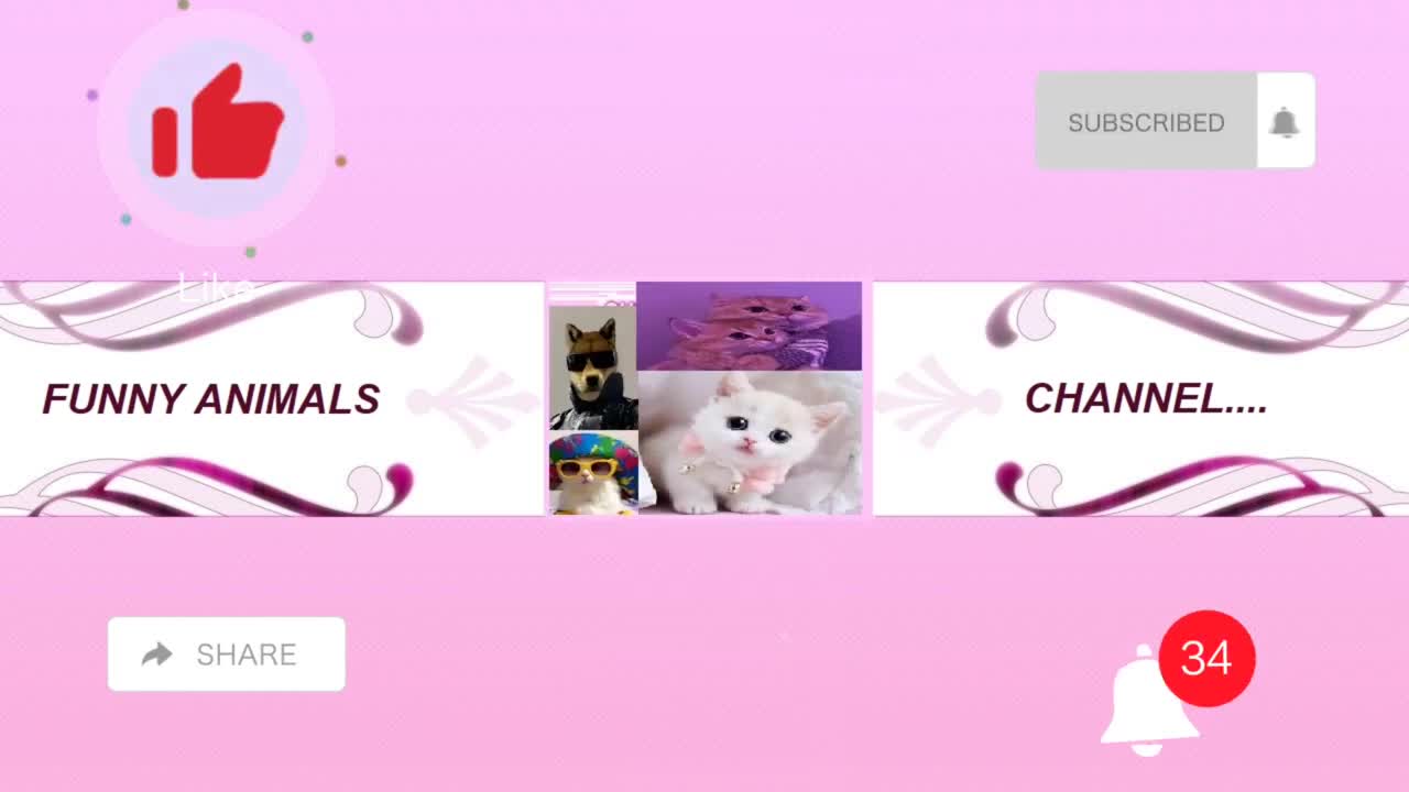 Cute cats and dogs