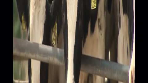 Dairy cows on the loose in Wisconsin suburbs