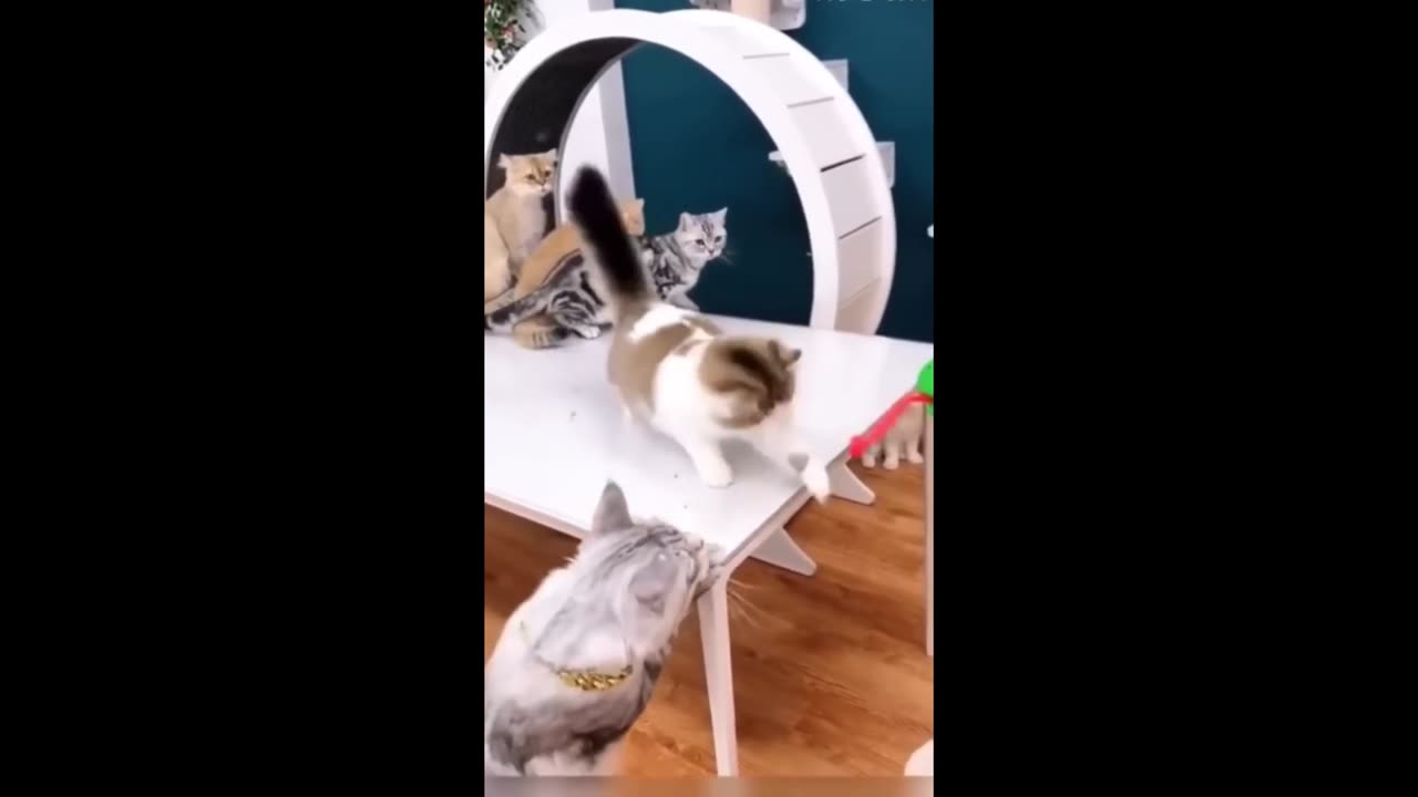 Funny Cats Part1 😂😂