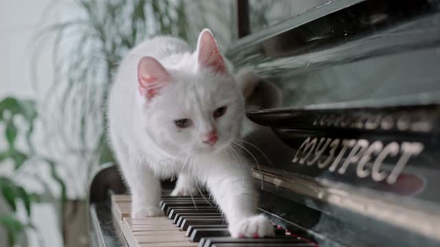 Beautiful White Cat on Piano