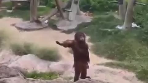 Funny monkey videos