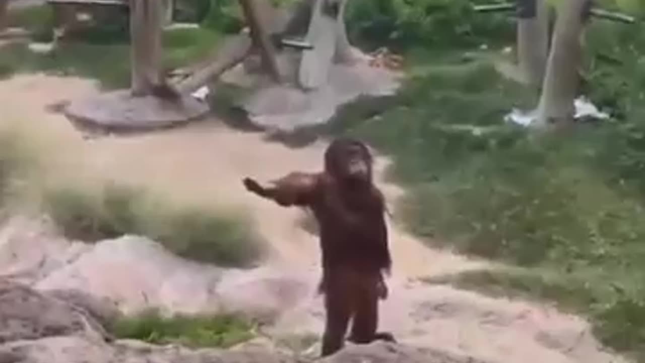 Funny monkey videos