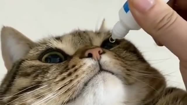 So cute cat video like and subscribe. Best video