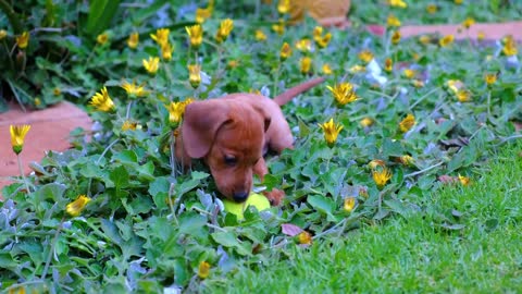 Cute puppy ball play