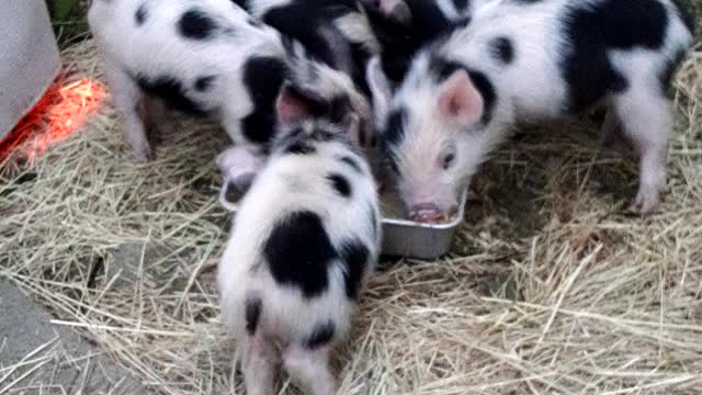 Piglets outside