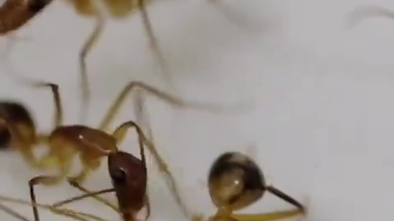 Ants Perform Surgical Procedures To Cut Off Infected Legs From Other Ants