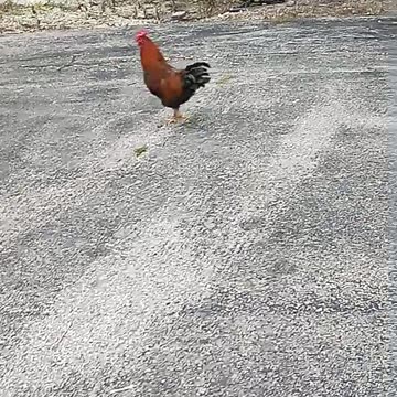 TRUMP HOUSE CHICKEN DOOR DASH DELIVERY 8/9/24 #TRUMP24