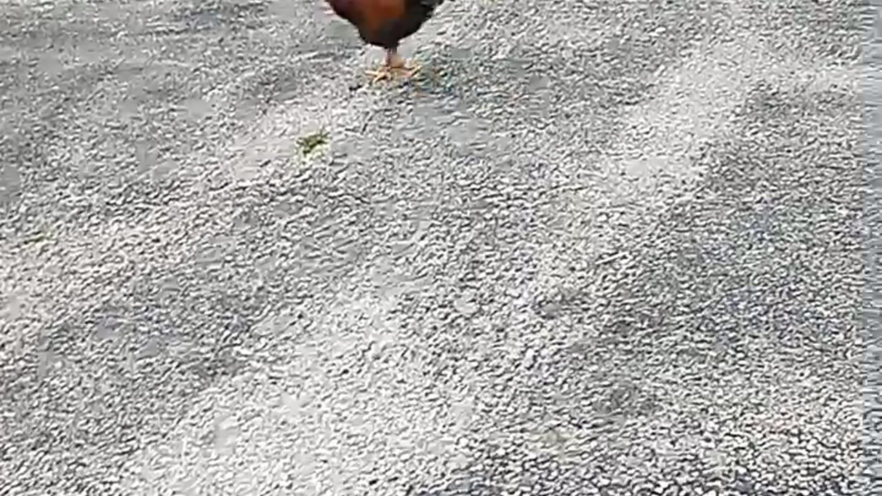 TRUMP HOUSE CHICKEN DOOR DASH DELIVERY 8/9/24 #TRUMP24