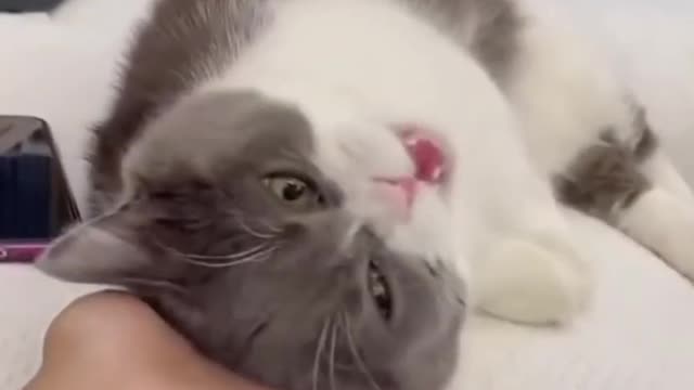 FUNNY CAT VIDEOS