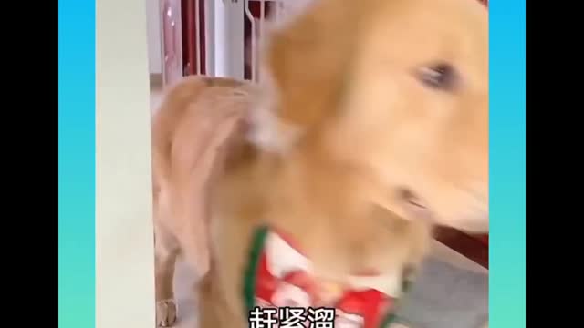 Super funny dog video