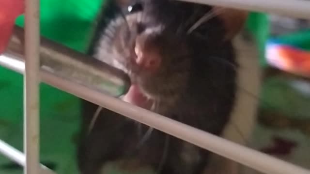 Adorable mouse drinking water