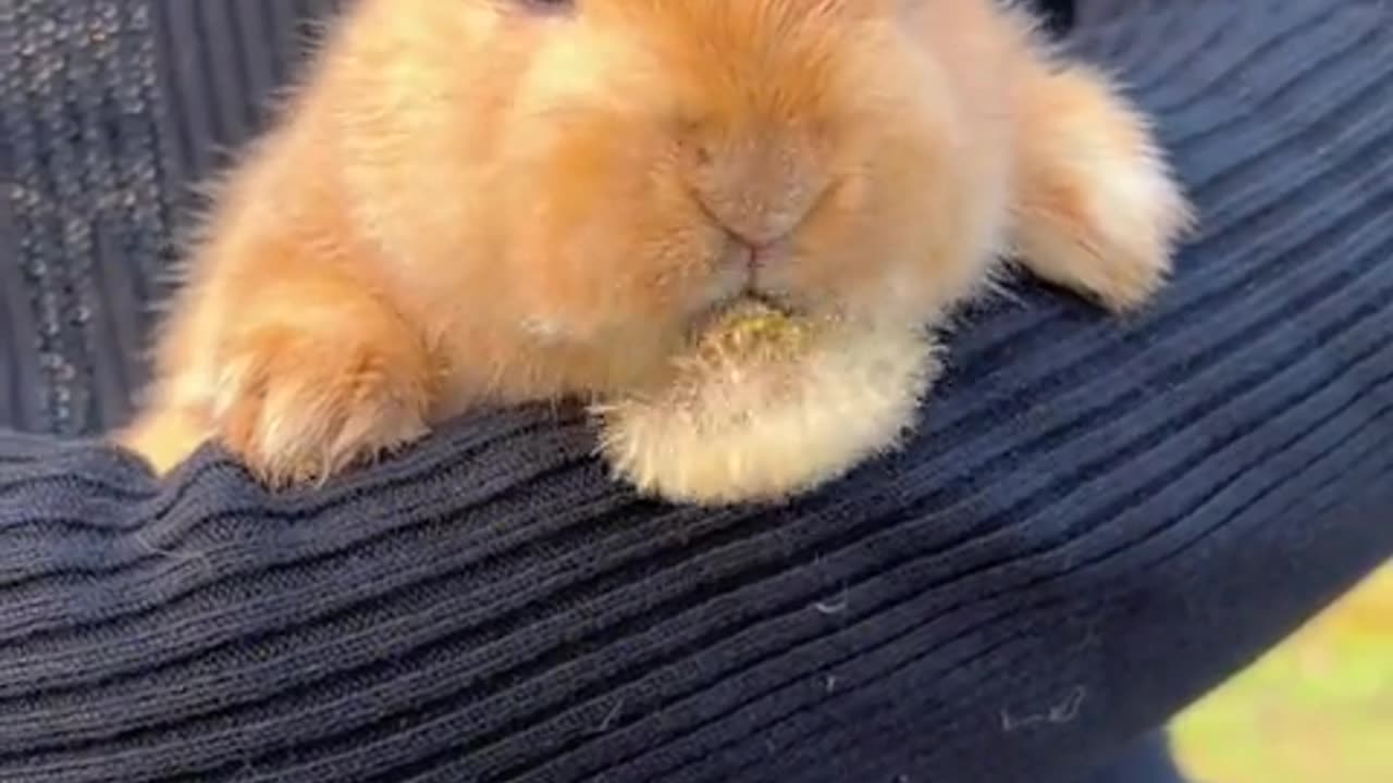 The chubby little yellow rabbit eats with relish.