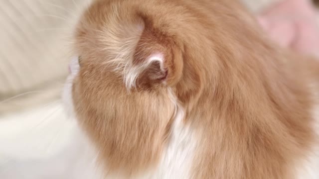 Cute cat and beautiful video....