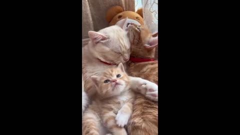 Cute Cats