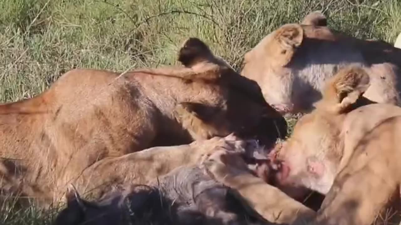 Lions Meal