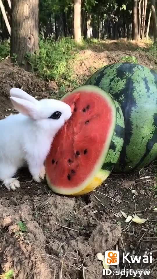 coelho comendo melancia ae