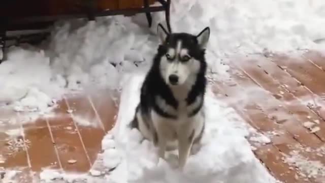 This dog moves for nobody!