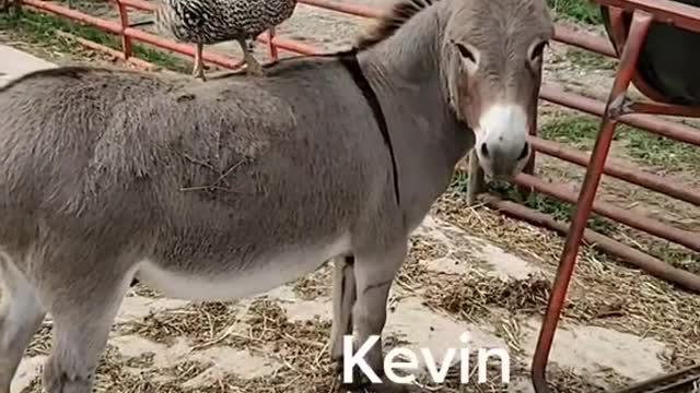 Play with Kevin