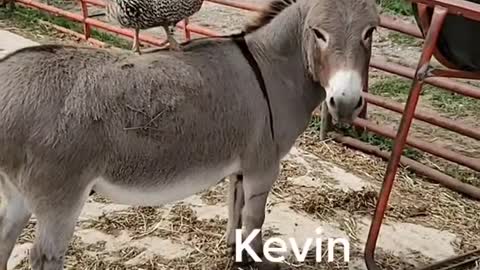 Play with Kevin